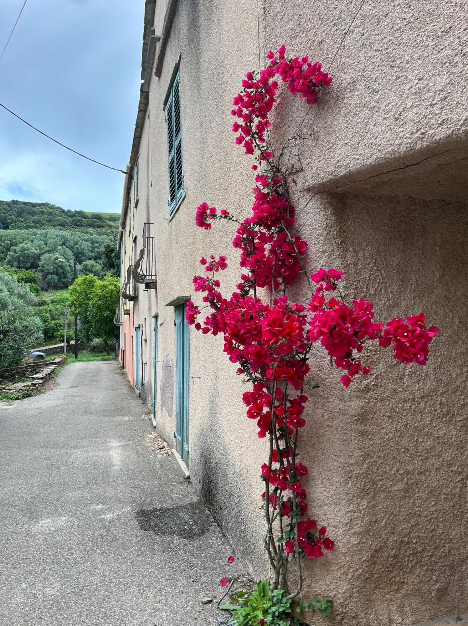 La Charmante **** Maison Cap Corse, Apartment Tomino